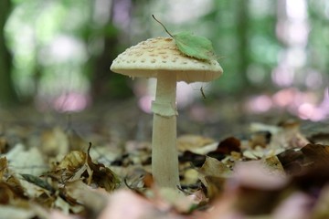 Amanita rubescens  with leaf and insect - edible toadstool