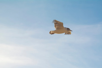 Seagull flying on clear blue sky and sun light