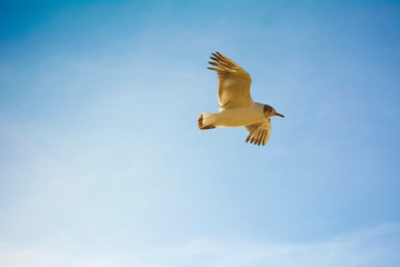 Seagull flying on clear blue sky and sun light