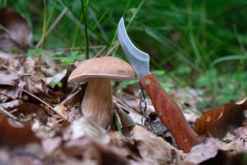 Boletus edulis - very tasty edible mushroom with pocket knife