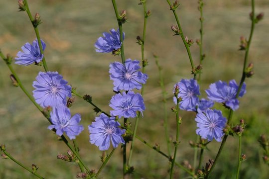 Purple flowers of chicory (Cichorium intybus) on the meadow - medicinal plant