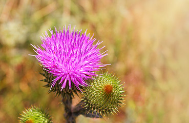 Thistle (Latin Carduus) or Silybum marianum (Latin Sílybum marianum). Herbaceous plant, used in...