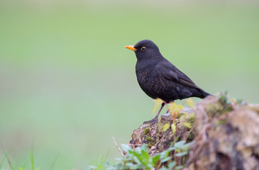 Common Blackbird on green background. Turdus merula