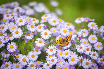 butterfly flowers