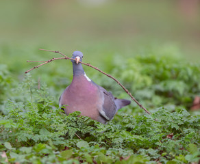 Common wood pigeon (Columba palumbus)