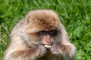 Close-up of a eating Barbary macaque
