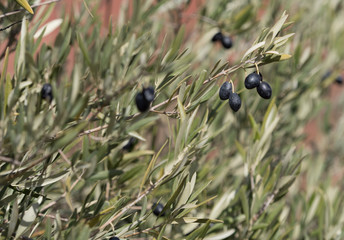 Ripening Spanish black olives (olea europea) - Image