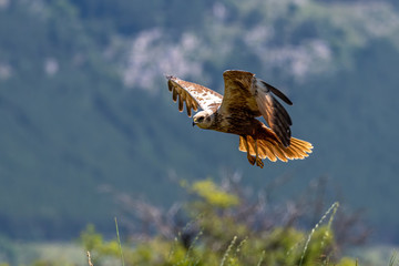 Birds of prey - Marsh Harrier (Circus aeruginosus).