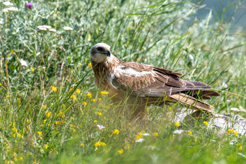 Birds of prey - Marsh Harrier (Circus aeruginosus).
