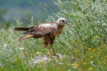 Birds of prey - Marsh Harrier (Circus aeruginosus).