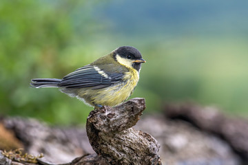 The great tit (Parus major) is a passerine bird in the tit family Paridae