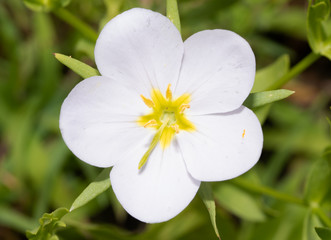 White form of Meadow Pink, Sabatia campestris flower