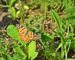Schmetterling