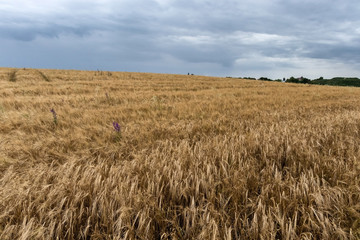 A field of ripe yellow oats under a cloudy sky before the rain.