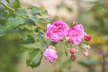 branch of blooming pink roses in the garden