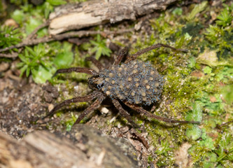 Wolf spider on forest floor carrying her babies in the safety of top of her back