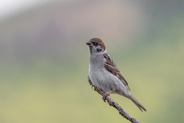 Close up of Eurasian tree sparrow (Passer Montanus)
