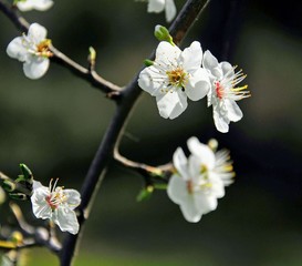 flowers of cherry