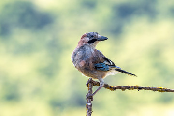 Close up of Eurasian jay (Garrulus glandarius)