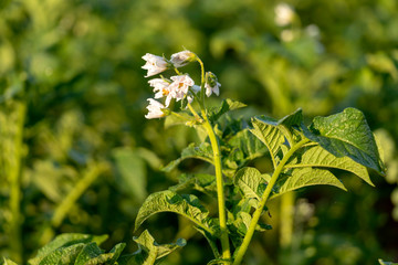 Potatoes plants with white flowers growing on farmers field
