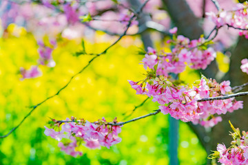 静岡県賀茂郡河津町　河津桜　河津桜まつり