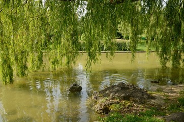 Leaves tree above lake