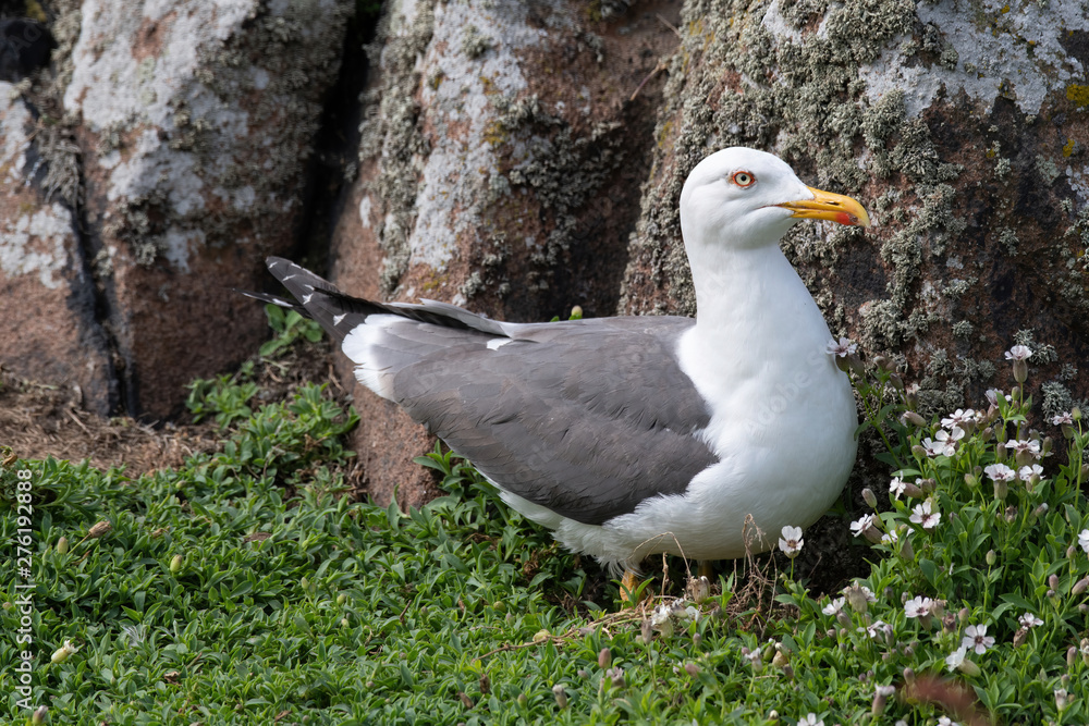 Wall mural Side view of Lesser black-backed gull (Larus fuscus)