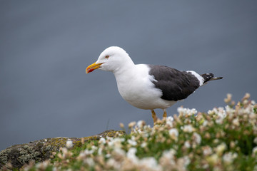 Side view of Lesser black-backed gull (Larus fuscus)