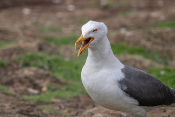 Side view of Lesser black-backed gull (Larus fuscus)
