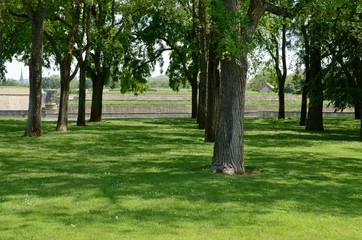 Trees on grass