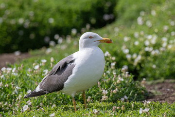 Obraz premium Side view of Lesser black-backed gull (Larus fuscus)