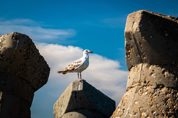 Fototapeta premium Seagull standing on a stone on shore of black sea