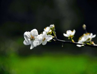 white flowers of apple tree