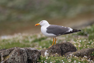 Side view of Lesser black-backed gull (Larus fuscus)