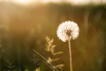 One early spring dandelion head seeds on green bokeh background selective focus. Sunset photography