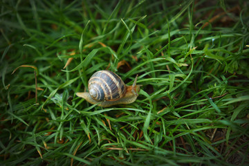 Snail on green grass macro shot