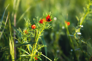 Small red flowers of wild poppy in green grass at sunset on bokeh background. Selective focus