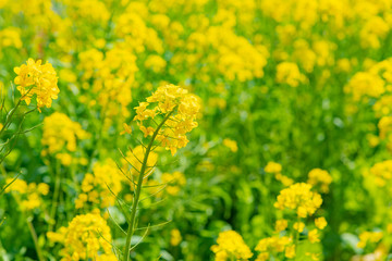 菜の花畑　春イメージ