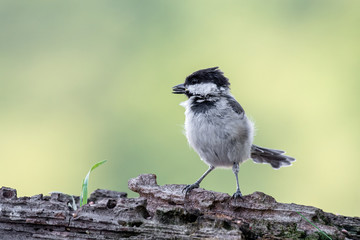 Close up of Sombre tit (Poecile lugubris) in nature
