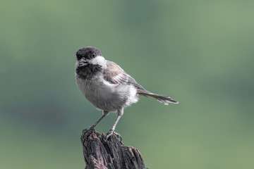 Close up of Sombre tit (Poecile lugubris) in nature