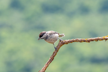 Eurasian tree sparrow (Passer Montanus) sitting sideways on a branch.