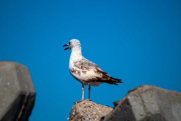 Seagull standing on a stone on shore of black sea