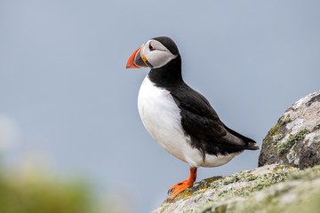 Fototapeta premium Close up of Atlantic Puffin (Fratercula arctica) Wildlife animal