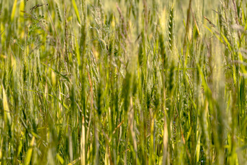 Close up of green wheat on a warm soft spring sun. Wheat plant detail in Agricultural field