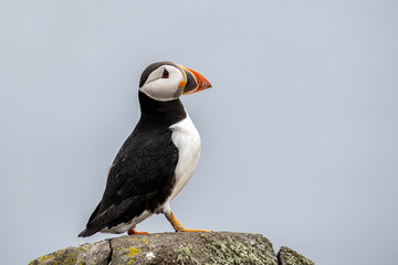 Close up of Atlantic Puffin (Fratercula arctica) Wildlife animal