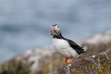 Close up of Atlantic Puffin (Fratercula arctica) Wildlife animal