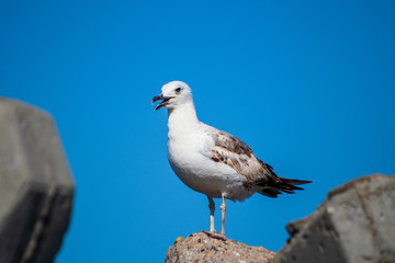 Seagull standing on a stone on shore of black sea