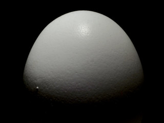 white chicken egg