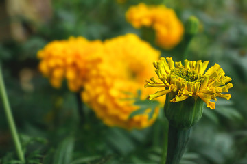 Lots of beautiful marigolds in a garden with Mexican marigold lighting, Aztec marigold, African marigold