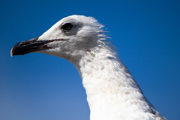 Seagull standing on a stone on shore of black sea